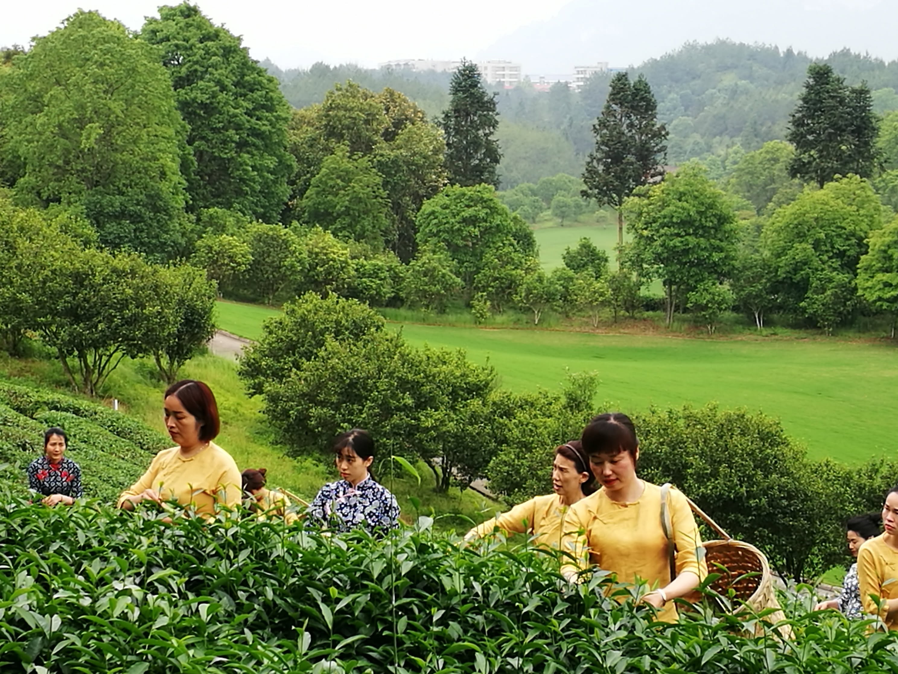 Chinese Tea Culture