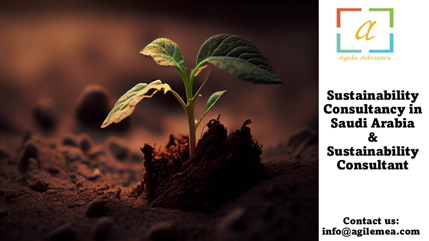 A green plant growing out of dirt
AI-generated content may be incorrect.