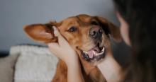pet care
