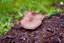 Medicinal Mushroom Extract Market