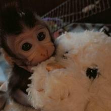 Buy baby Java macaque monkeys 