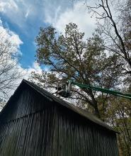 Tree removal in Clarksville, TN