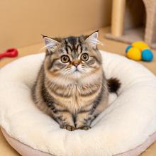 pet care services