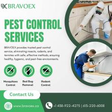 How Often Should You Schedule Pest Services in Ottawa to Stay Protected