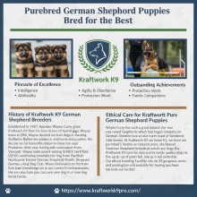 Purebred German Shepherds