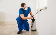 termite inspections