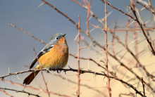 China birding tour
