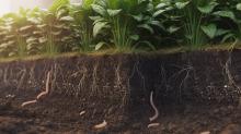 What Makes Organic Nutrients for Plant Growth More Sustainable Than Chemical Ones?