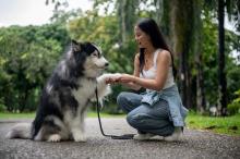 Dog Training in Lucknow