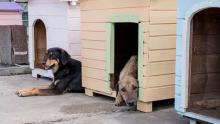 Dog Hostel in Chandigarh