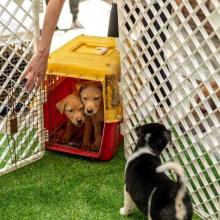 Dog Hostel in Surat