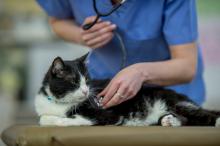 Flea and Tick Treatments for Cats
