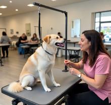 Buy Pet Products in Surrey