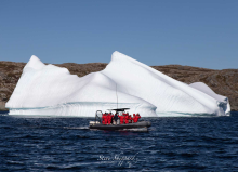 iceberg and whale watching in Newfoundland