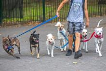 Dog Walkers in Kolkata