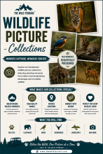 Wildlife Picture Collections
