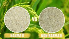 Basmati Rice and Non-Basmati Rice