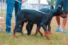 Dog Training Service in Amritsar