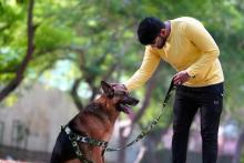 Dog Training Service in Bhopal