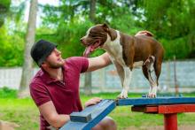 Dog Training Service in Faridabad