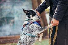 Dog Training Service in Ghaziabad