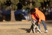 Dog Training Service in Nagpur