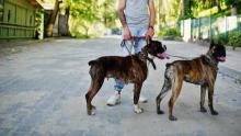 Dog Walkers in Bhopal