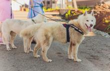 Dog Walkers in Bhubaneswar