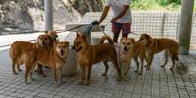 Dog Walkers in Nagpur