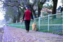 Dog Walkers in Surat