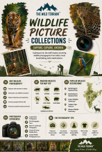 wildlife picture collections 