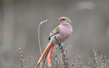 Birding tour companies in China
