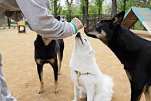 Dog Training Service in Patna