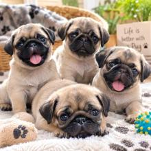 Pug Puppies for Sale in Kolkata