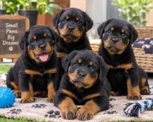 Rottweiler Puppies for Sale in Bangalore