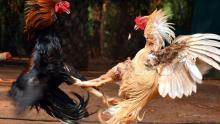 Cockfighting Online Betting in India
