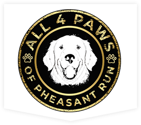 All Four Paws