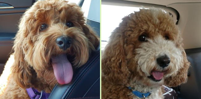 New England Labradoodle breeders