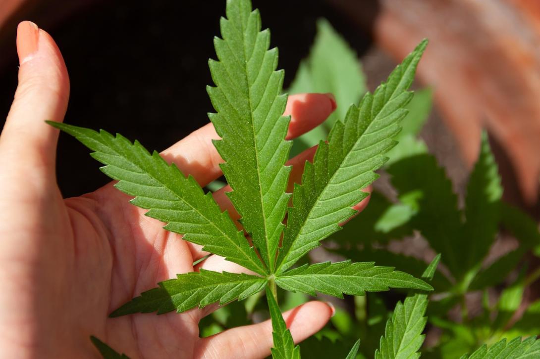 Learn how medical marijuana offers relief from chronic nausea symptoms. See how cannabis helps Kentucky patients with safe treatment options. 
