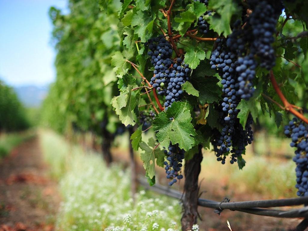 Woodinville Wine Tours