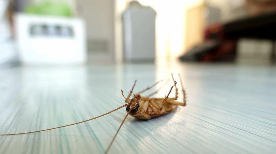 Sydney pest control