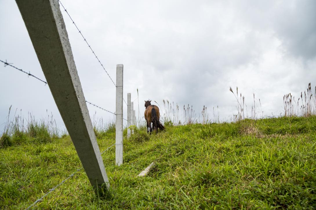 temporary fencing services 