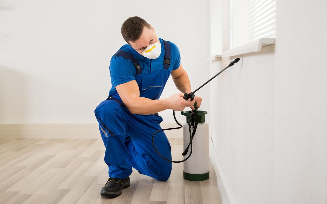 termite inspections