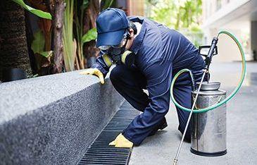 termite inspections
