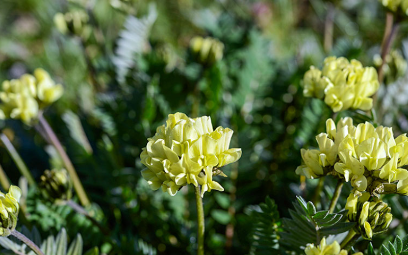 Professional Wildflower Guides in China