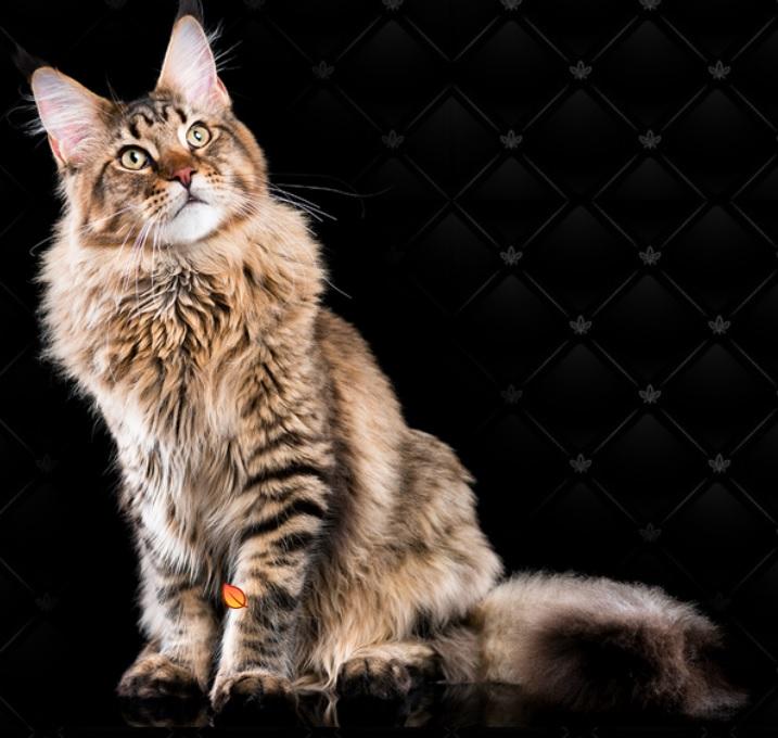 Maine Coon Cattery