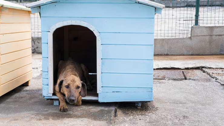 Dog Hostel in Amritsar