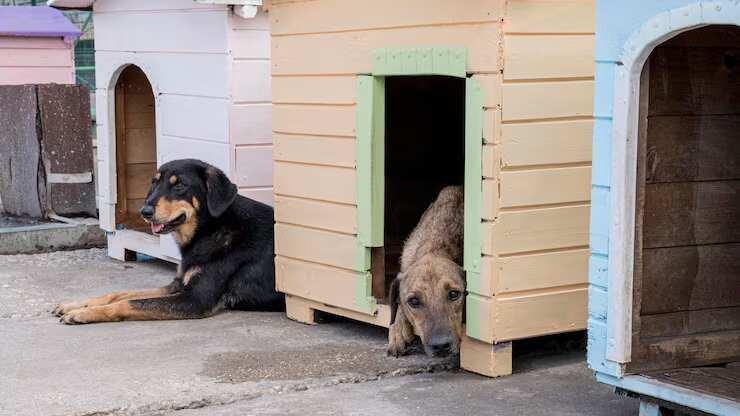 Dog Hostel in Chandigarh