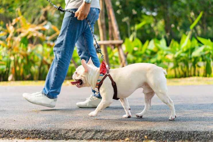 Dog Walking Services in Ahmedabad