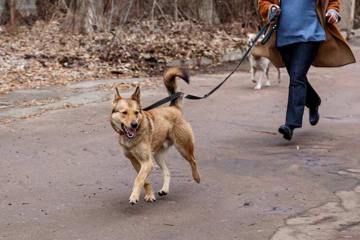 Dog Walking Services in Delhi